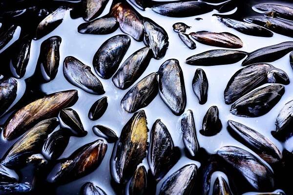 150915-KM-CITYKITCHEN-mussels-2.jpg