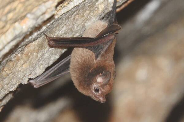 Lesser dog-like bat