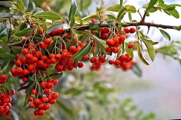 Červené Bobule Pyracantha Podzim - Fotografie zdarma na Pixabay