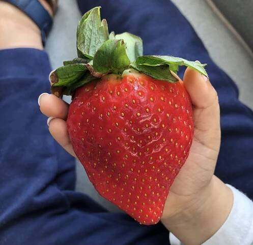 How to Grow Strawberry Plants