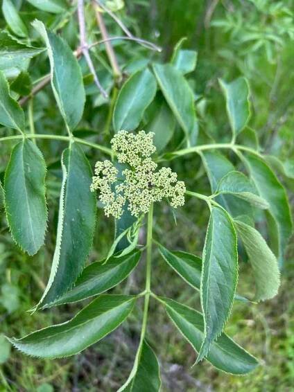 Sambucus mexicana