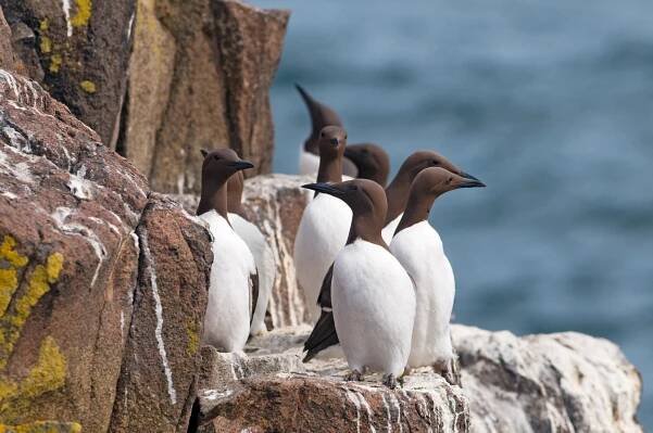 Seabirds « 