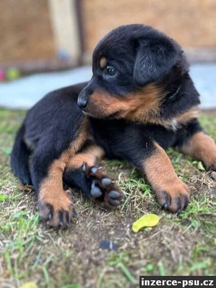 Prodám štěňátka Beauceron/ Francouzský ovčák