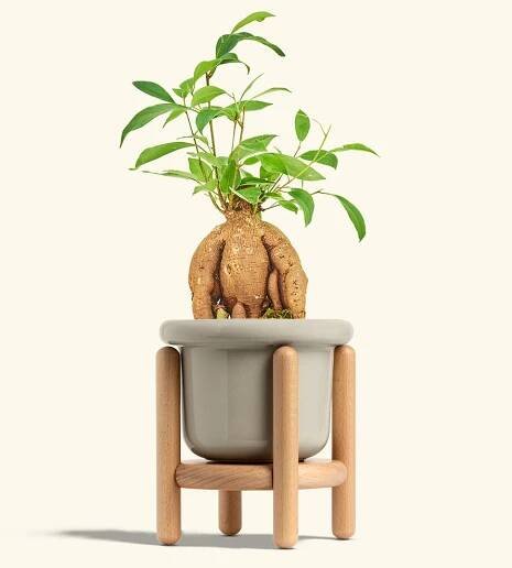 Ficus 'Ginseng', Small