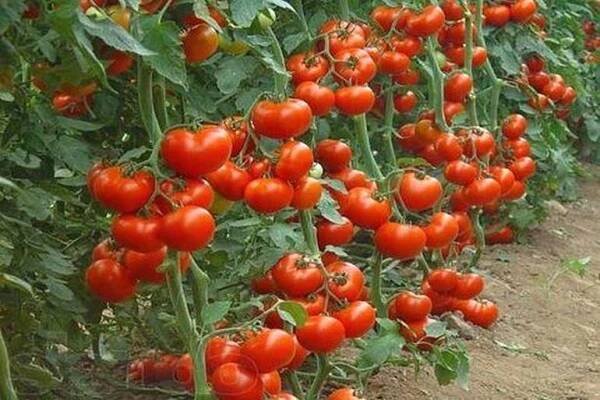Defne yaprağı, yoğurt ve bal alın. Bunun işe yarayacağına inanamıyorum. - Luo Studio in 2025 | Tomaten samen, Tomaten sorten, Tomatensamen