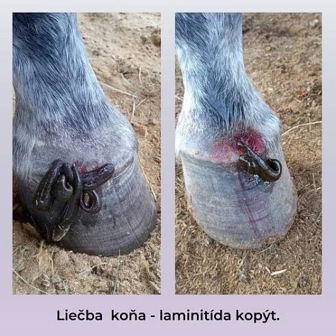 Pijavice lékařské a laminitida kopyt