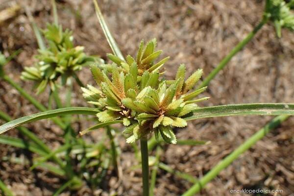 Šáchor miličkový - Cyperus eragrostis