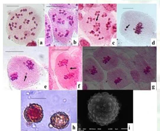 Fig. 7: A. houstonianum n=20 a) PMC showing 20 II at Diakinesis b) PMC showing 20 IT at M-I c) PMC showing interbivalent connections d) PMC showing vagrants e) PMC showing laggards f) PMC showing bridge formation g) PMCs showing chromosome stickiness h) Fertile and sterile pollen grains itw3) Pollen morphology.  Fig. 6: A. houstonianum n=10 a) PMC showing 10:10 chromosome distribution at M-II b) Fertile and sterile pollen grains c) Pollen morphology. 