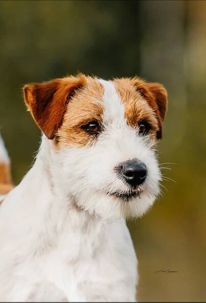 Novinky - Strana 2 z 7 - Shah-Azim Jack Russell teriér