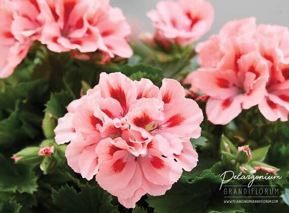 Inspiration Regal Geranium | Pelargonium Grandiflorum