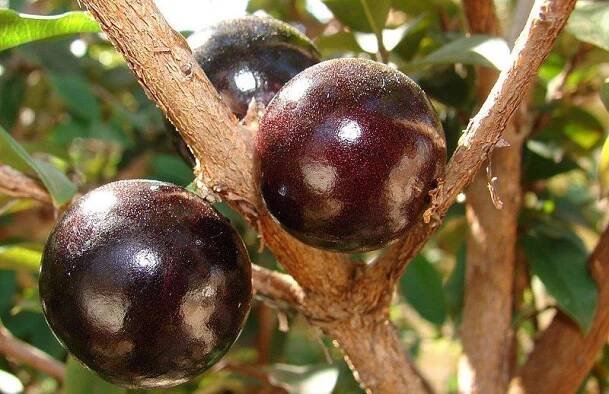 Jabuticaba pody