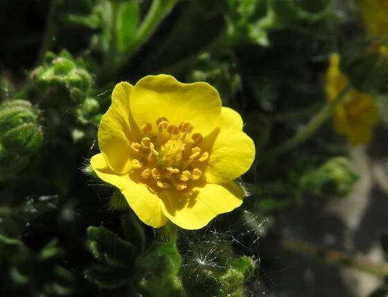 Potentilla crantzii