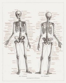 lidská kostra, litografie, publikováno v roce 1878 - skeletonové saně stock ilustrace
