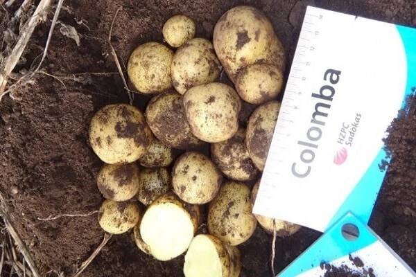 Popis odrůdy brambor Colombo, vlastnosti pěstování a péče