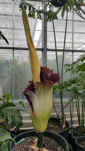 Titan arum spathe closing, Silke Strickrodt © RBG Kew