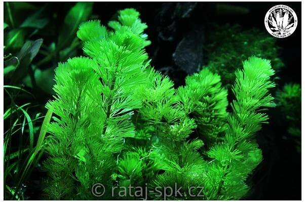Cabomba aquatica