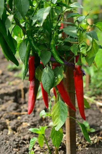 Červené Chilli Papričky, Chilli Papričky