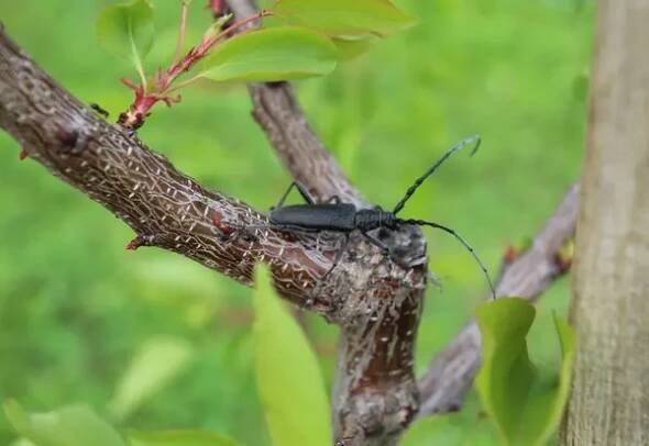 Makro fotografie černého brouka s dlouhým rohem usazeného na strukturované větvi stromu s měkkým zeleným pozadím. Ideální pro entomologické vizuály — Stock obrázek