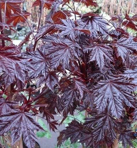 Javor mliečny / Acer platanoides ´CRIMSON SENTRY´, detail listov