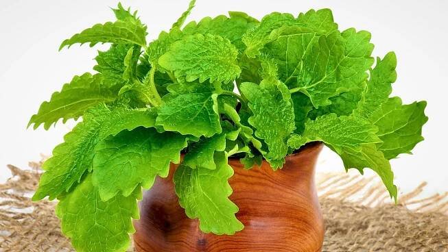 Meduňka lékařská (Melissa officinalis) příjemně voní po citronu a chuť má velmi podobnou medu, podle níž také dostala své jméno.