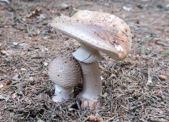 Amanita rubescens - muchomůrka růžovka - myko.cz
