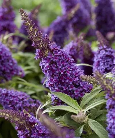 Letní šeřík 'Little Purple®'