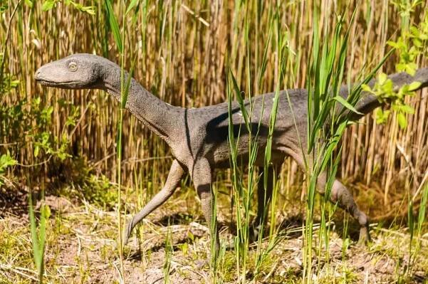 Diplodocus