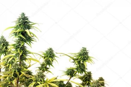 Horní Části Rostlin Marihuany Izolovaných Bílém Pozadí — Stock Fotografie © borojoint #4930696