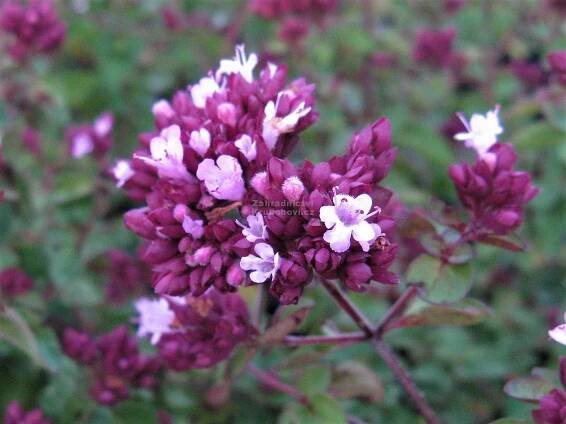 Origanum " Rosenkuppel " - oregáno, dobromysl Zahradnictví Krulichovi - zahradnictví, květinářství, trvalky, skalničky