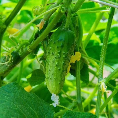 Horňácká farma Okurka nakladačka Dafne, 10 semen