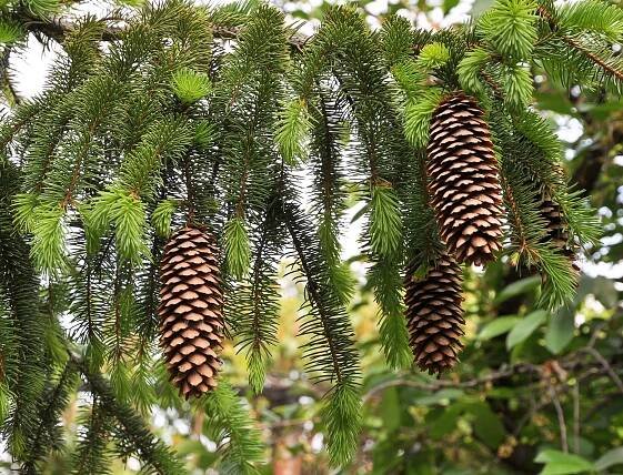 Smrk ztepilý (Picea abies)