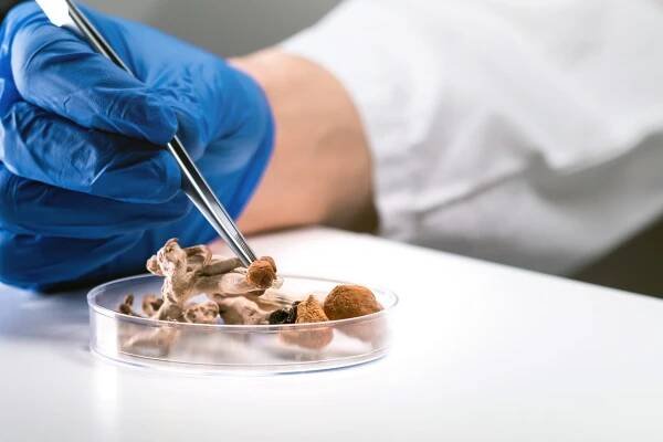 Psilocybin a magické houby stock fotka