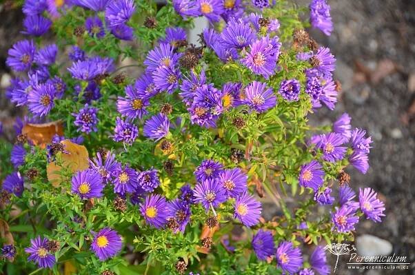 Symphyotrichum novi-belgii 'Samoa' | Perenniculum