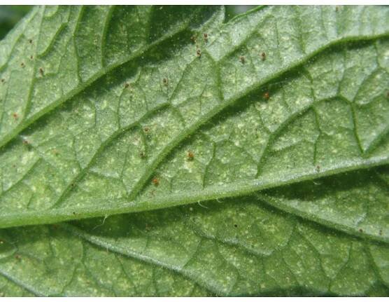 BIOAGENS-CS : Biologická ochrana rostlin:Dravý roztoč Phytoseiulus persimilis 100 ks/bal., proti svilušce chmelové do skleníku