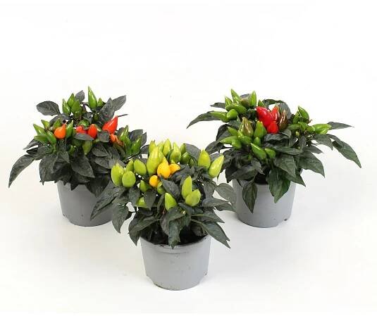 Okrasná paprika (Capsicum), výška 15 - 20 cm, pr. 10,5 cm, různé druhy