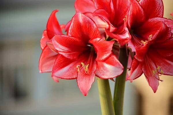 Banda květin Charismy Amaryllis, ze dvou stonků vycházejících ze stejné žárovky. Bílé červené okvětní lístky s pylovými tyčinkami. Zahradnictví, střešní zahrada, Malta — Stock obrázek