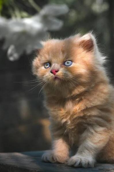 Free A close-up of a cute Persian kitten with fluffy fur and bright eyes, sitting outdoors in natural light. Stock Photo