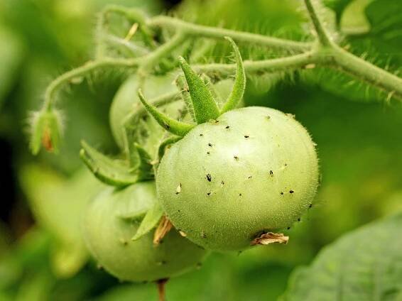 How To Get Rid Of Aphids On Tomato Plants – And Keep Them From Coming Back
