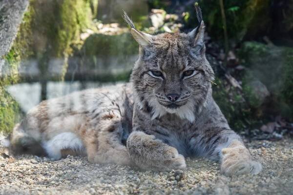 Liberecká zoo připravila Den Země. Děti poznaly blíže zvířata a pekly placky