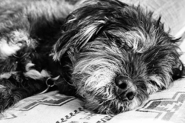 Patrick J Adams Dog Died.