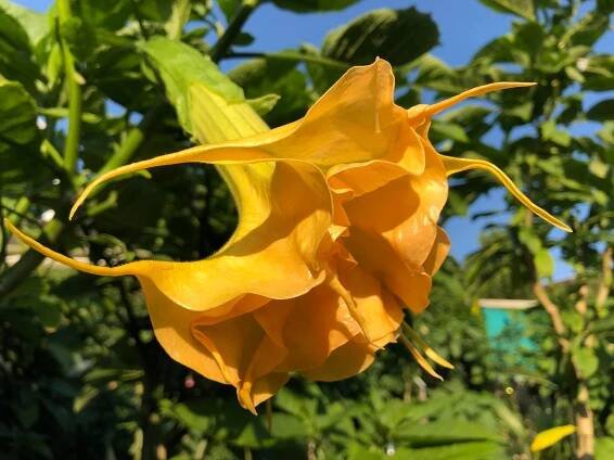 WUPPERGOLD | Brugmansia
