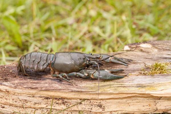 Obr. 1: Dospělá samice raka signálního (Pacifastacus leniusculus)