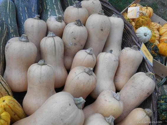 Tykev pižmová Metro F1 (Cucurbita moschata)