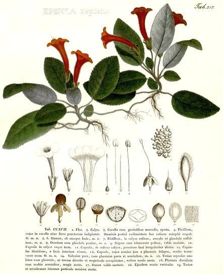 Angiosperm families - Gesneriaceae Dum. 