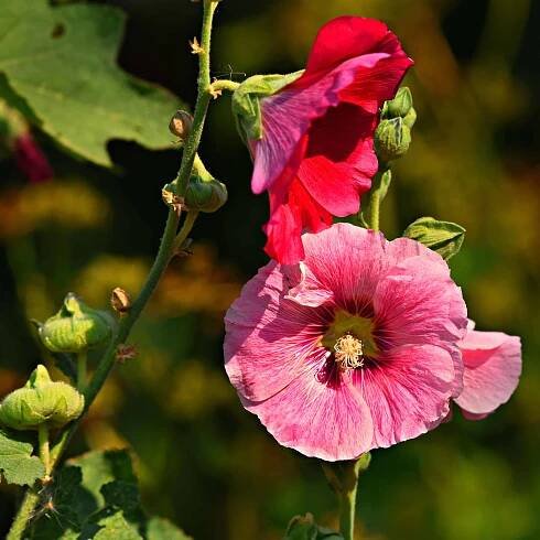 Alcea po anglicky