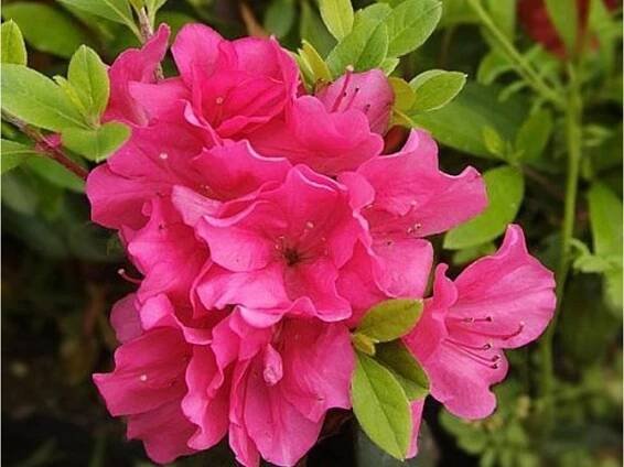 Japonská azalka 'Canzonetta'