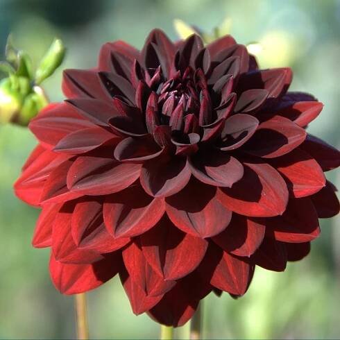 20 Dark Flowers: A Guide to Growing and Enjoying Dramatic Blooms - Planted Shack