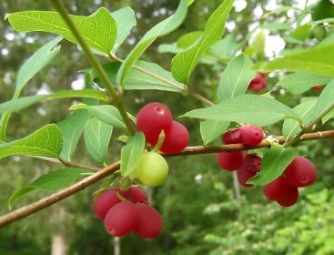 Soubor:Fragrant Honeysuckle berries (Lonicera fragrantissima) - Flickr - Jay Sturner.jpg