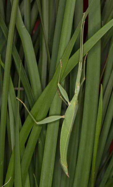Tropidoderinae