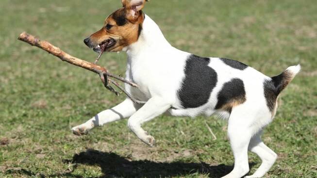 Parson Russell teriér má delší nohy než Jack Russell